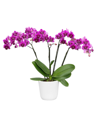 Orquideas