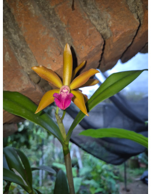BrasoCattleya