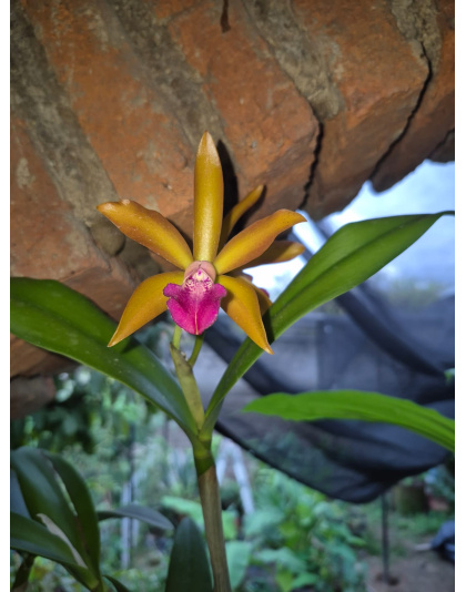 BrasoCattleya