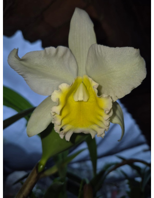 Brasocattleya
