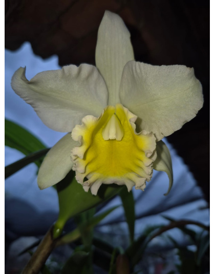 Brasocattleya